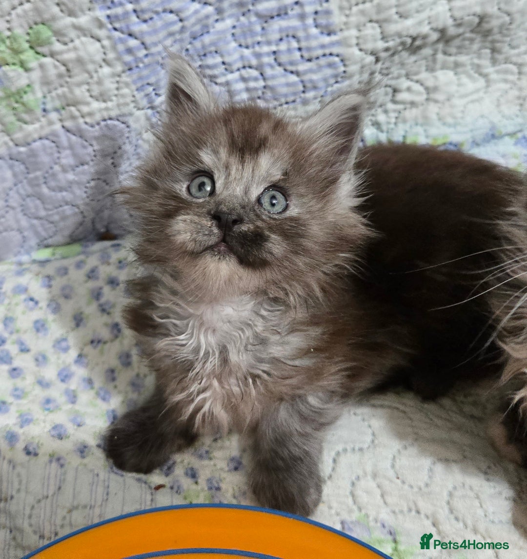 Maine Coon cats for sale: Stunning GCCF Maine Coon babies - Image 4