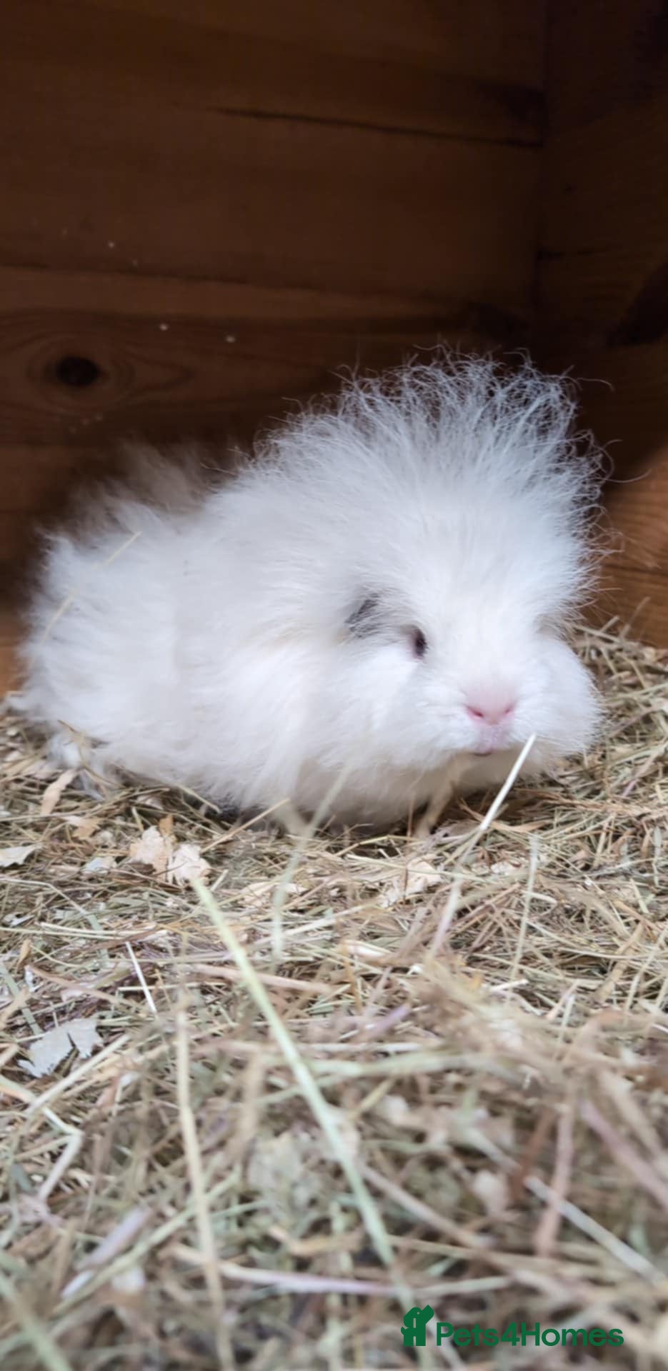 Guinea Pig rodents Swiss Guinea Pigs  - Advert 1