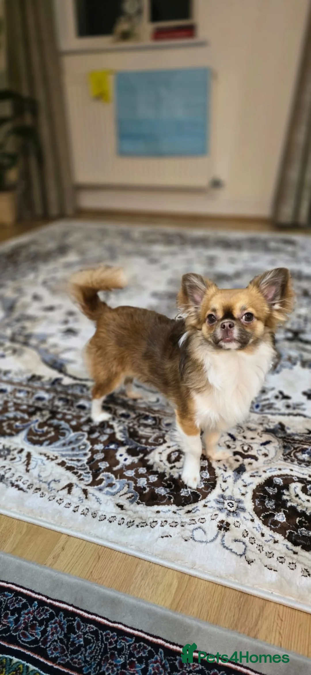 Chihuahua dogs for sale: Hairy chihuahua - Advert 4