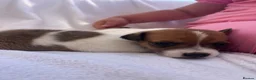 Jack Russell dogs for sale: Jack Russell puppy’s - Advert 2