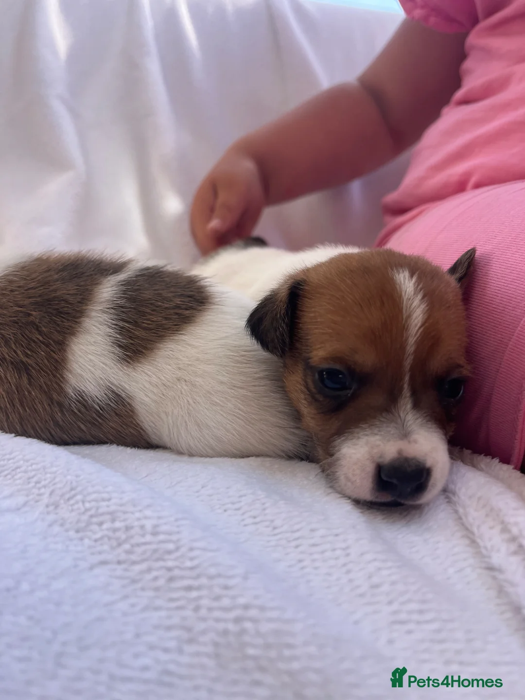 Jack Russell dogs for sale: Jack Russell puppy’s - Advert 2