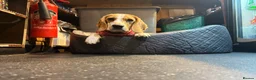 Beagle dogs for sale: Beagle for sale  - Advert 3