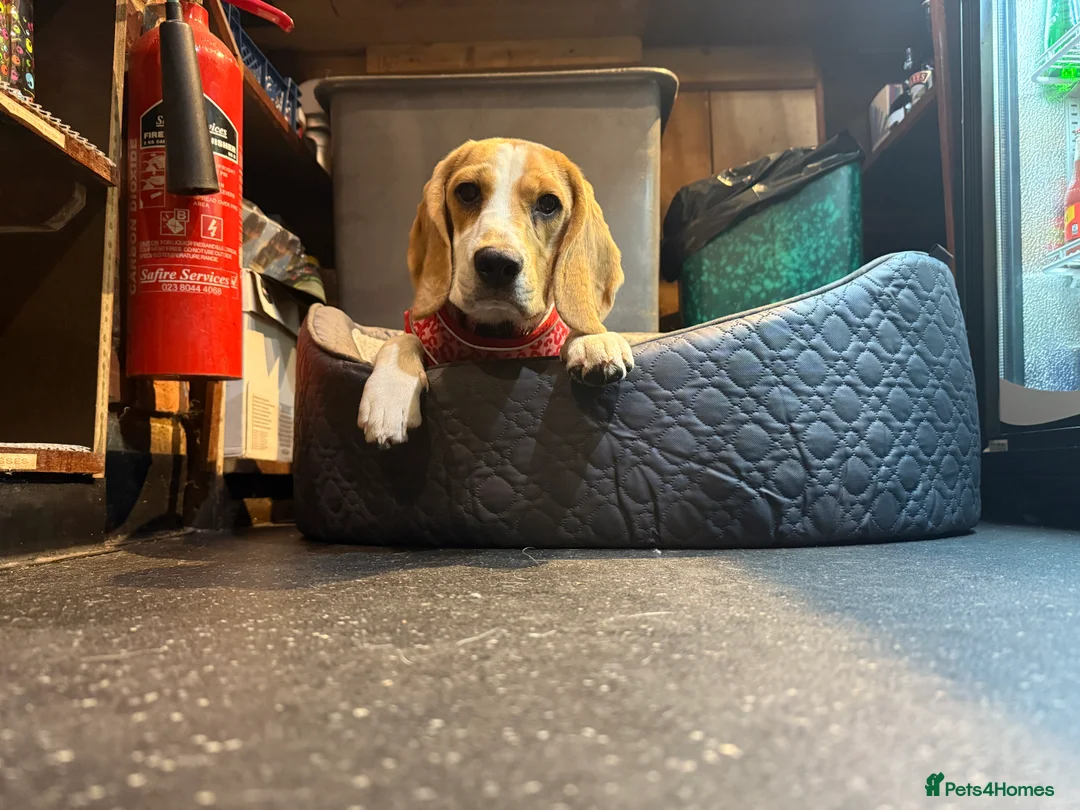 Beagle dogs for sale: Beagle for sale  - Advert 3