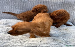 Cavapoo dogs for sale: Cavapoo puppies  - Image 9