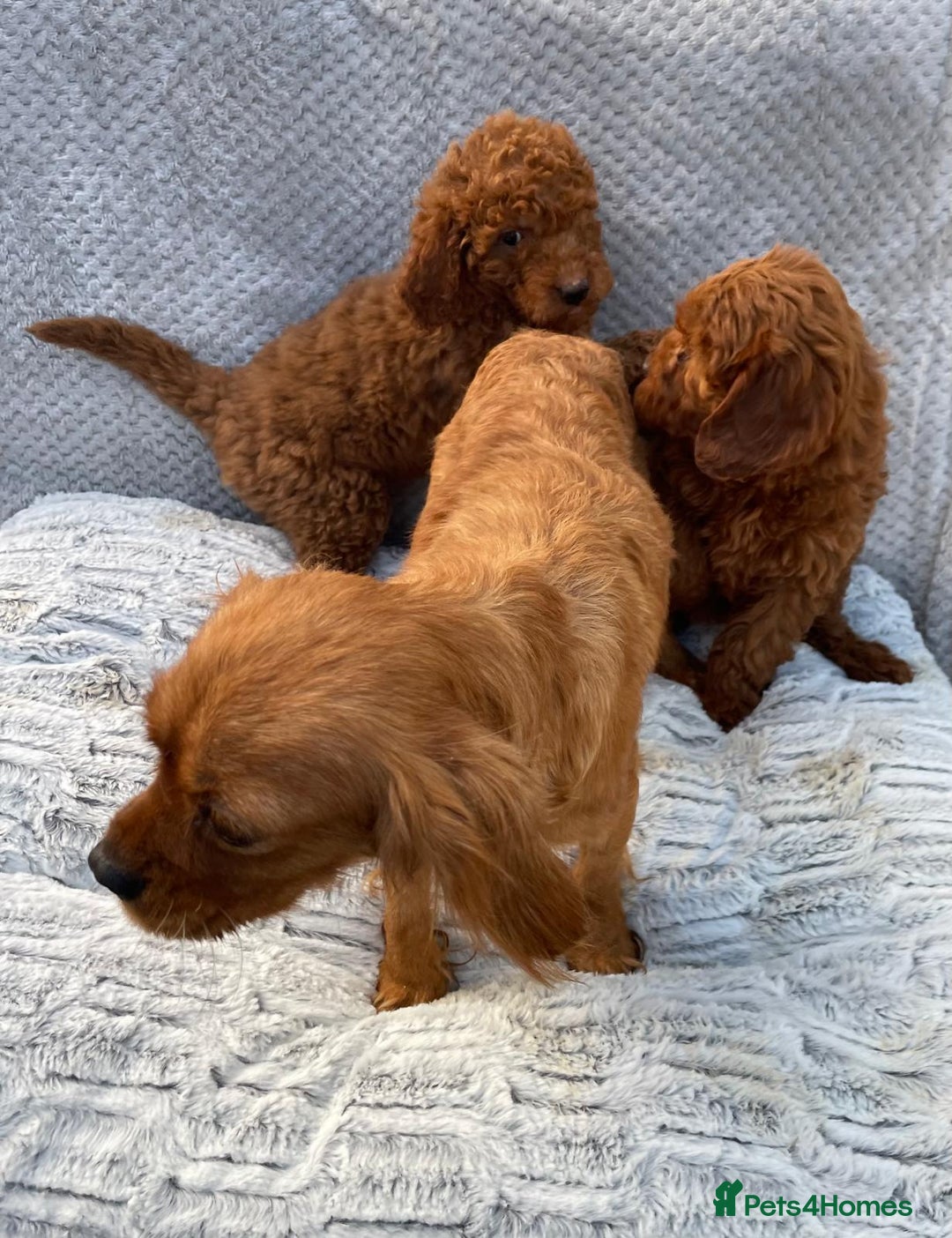 Cavapoo dogs for sale: Cavapoo puppies  - Image 9
