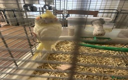 Cockatiels birds for sale: Hand Rearer cockatiel   - Image 1