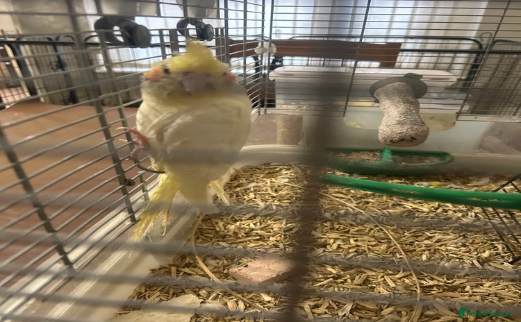 Cockatiels birds - Advert 1