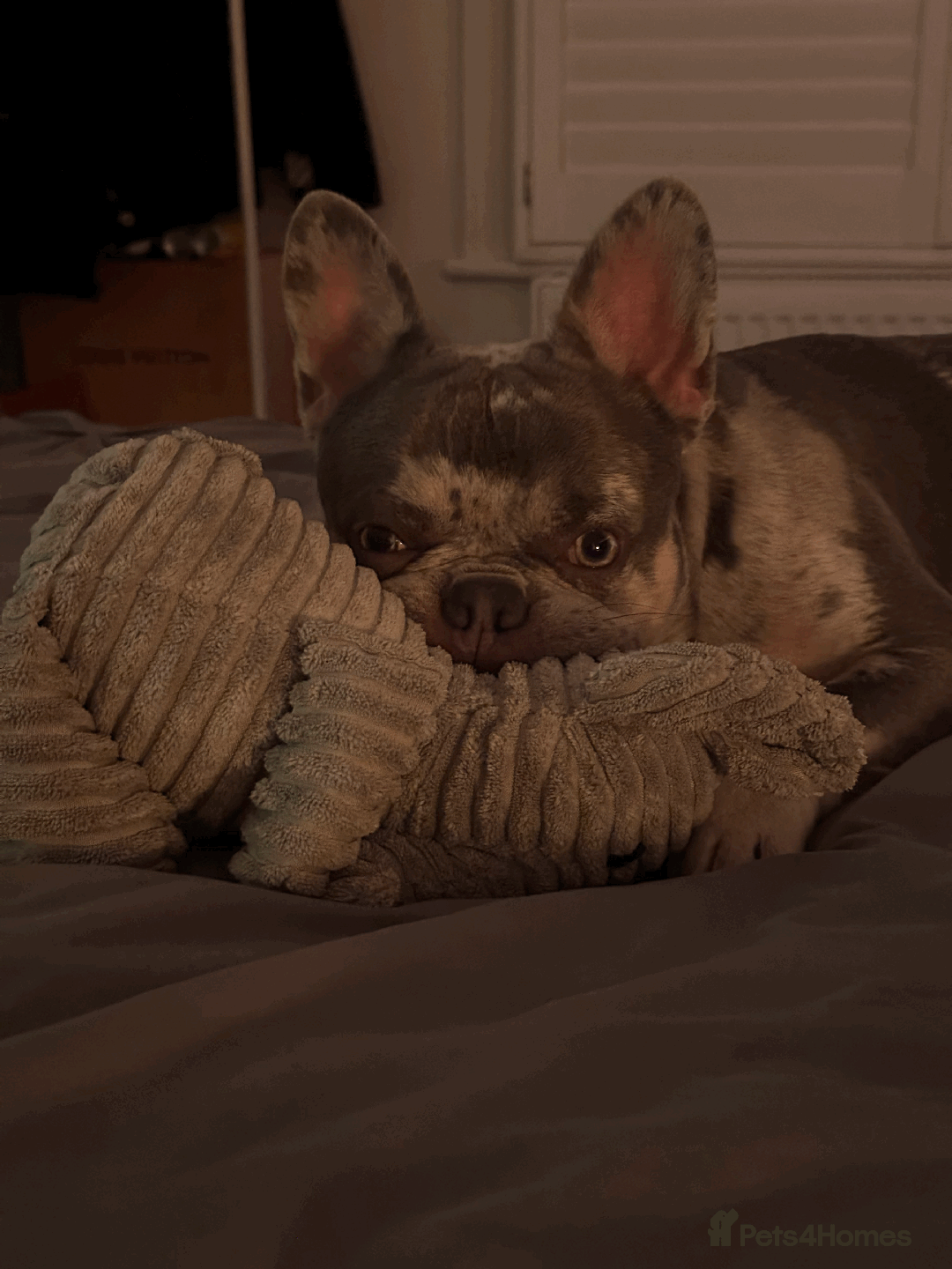 French Bulldog dogs for stud: Ace ready for Stud - Image 3