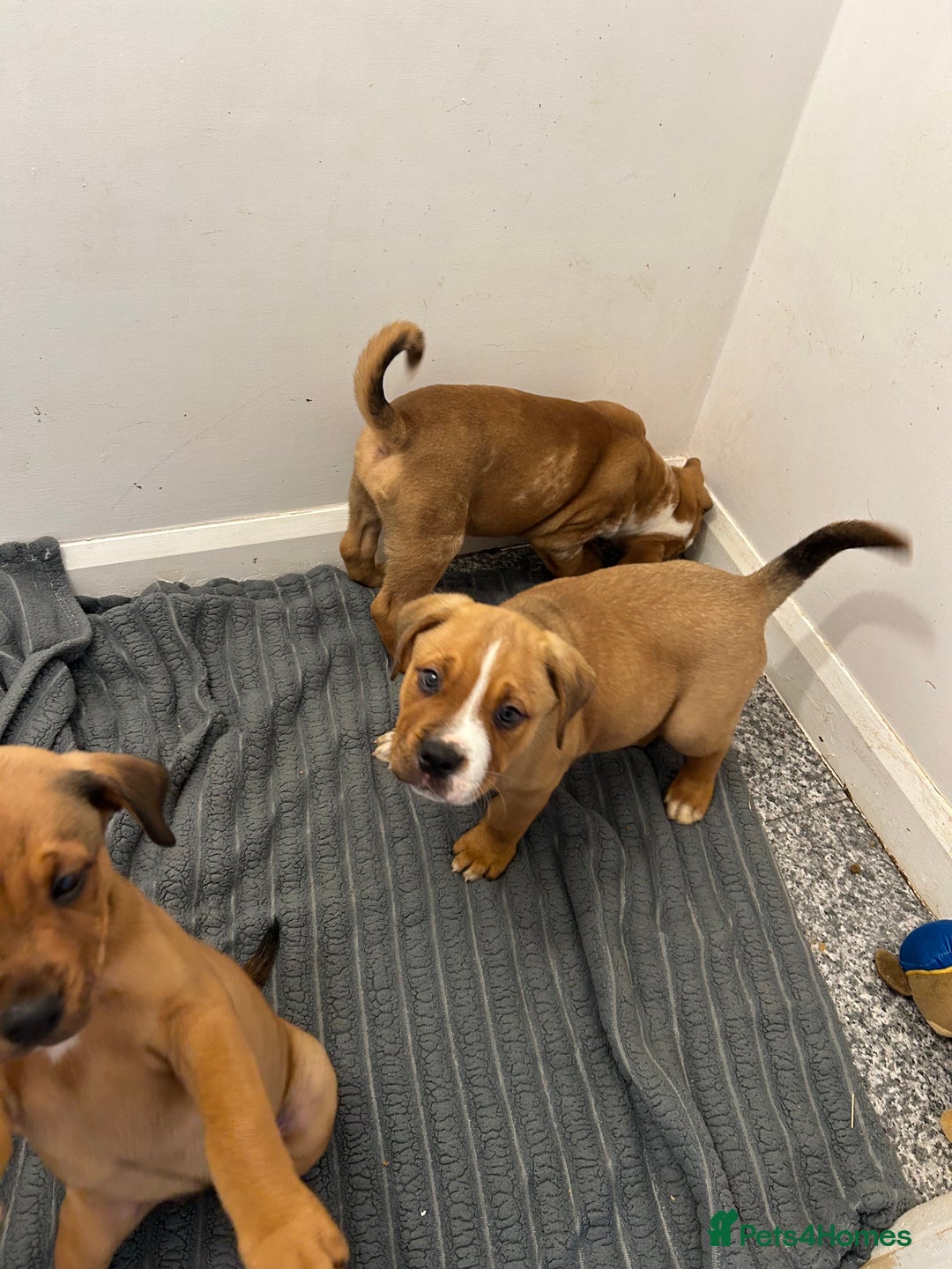 Mixed Breed dogs for sale: 3 beautiful puppies available  - Advert 22