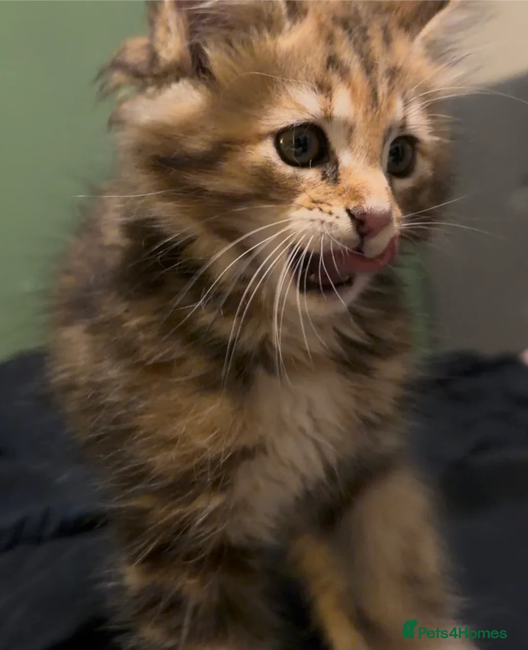 Maine Coon cats for sale: Last Gorgeous Affectionate Maine Coon Cross Kitten - Advert 4