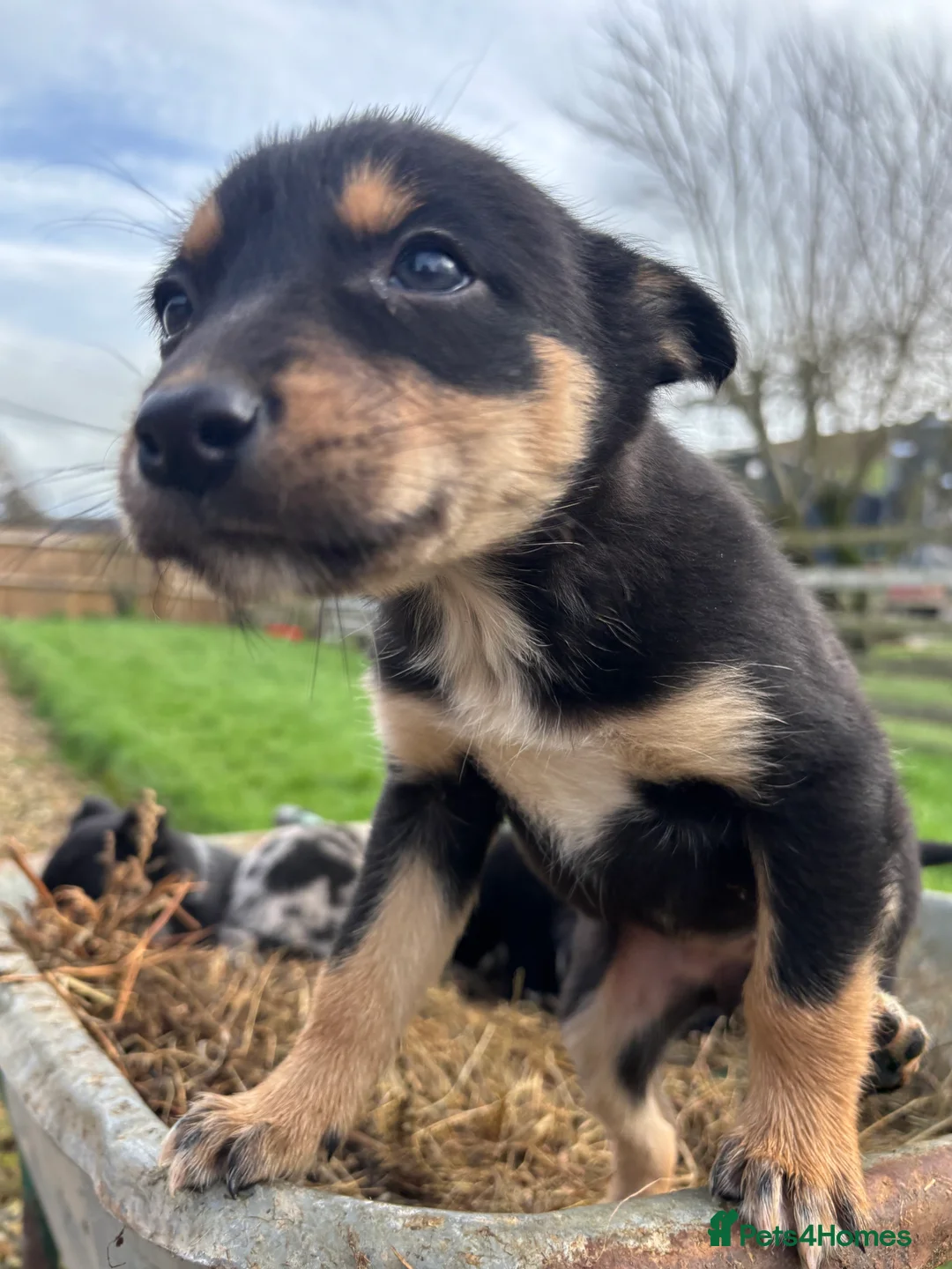 Mixed Breed dogs for sale: Puppies, Australian kelpie cross blue Merle  - Advert 4