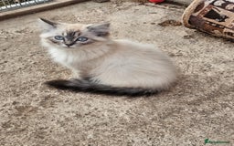 Ragdoll cats for sale: Ragdoll kittens - Image 14