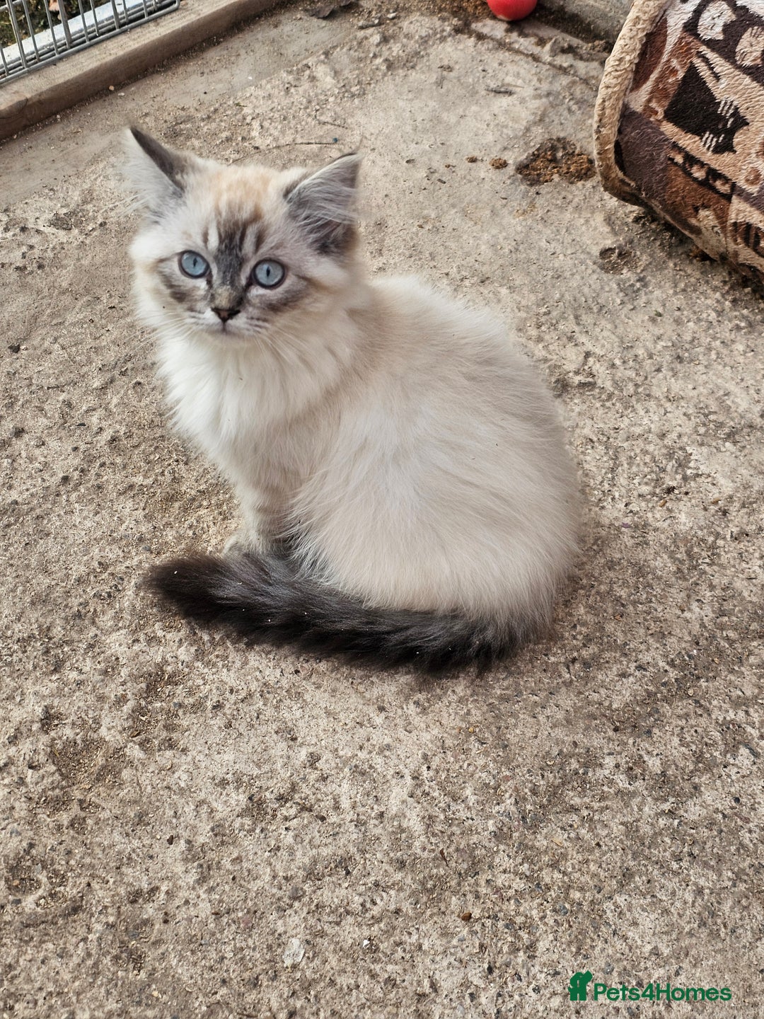 Ragdoll cats for sale: Ragdoll kittens - Image 14