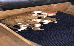 English Bulldog dogs for sale: English bulldogs  - Image 5