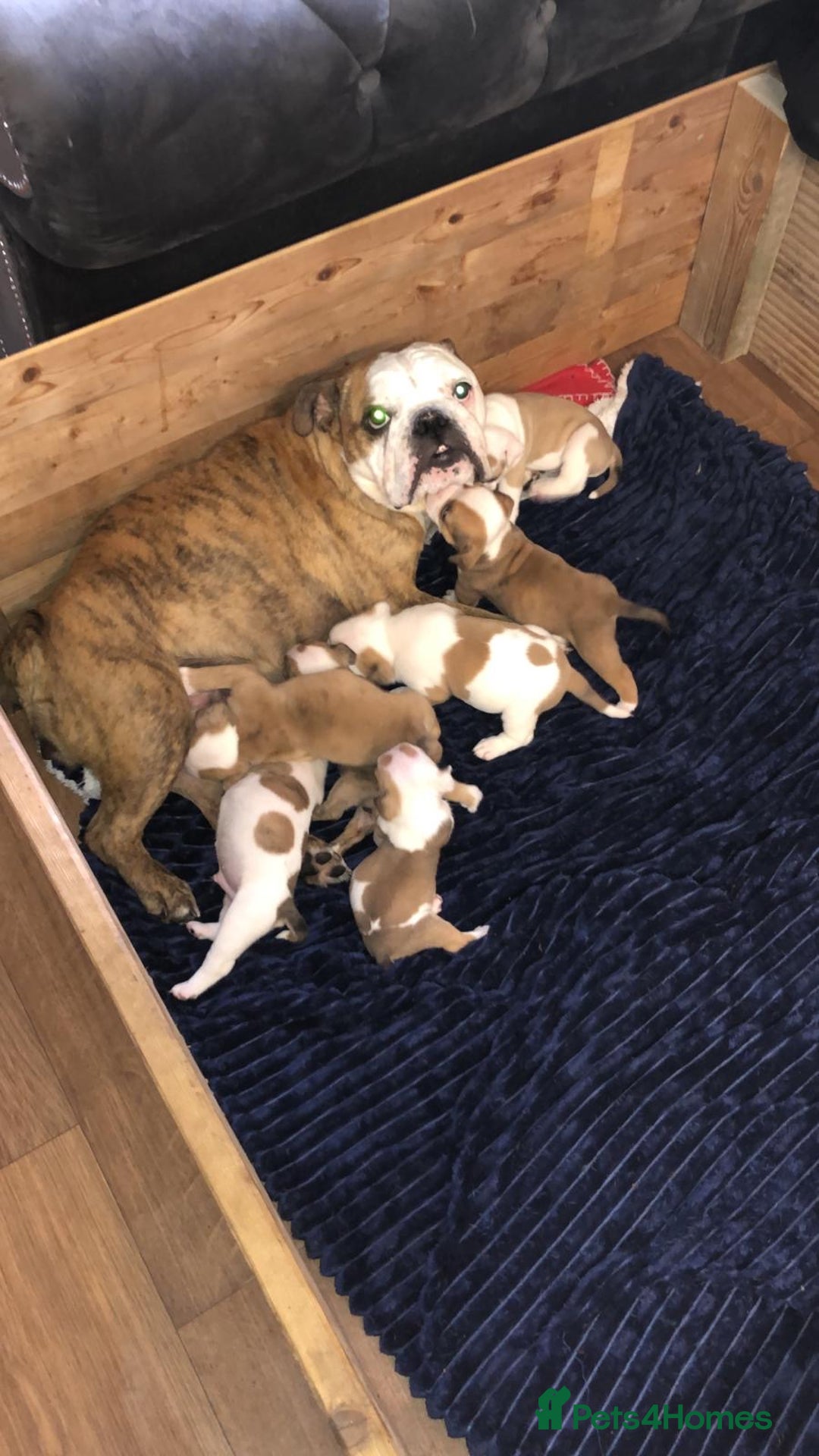 English Bulldog dogs for sale: English bulldogs  - Image 5