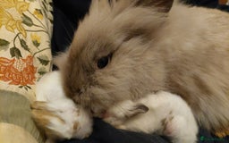 Mixed Breed rabbits for sale: All Female Gorgeous Lionhead/Lop/English rabbits. in Pewsey - Image 3