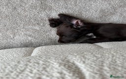Cocker Spaniel dogs for sale: 3 month old female cocker spaniel puppy - Image 3