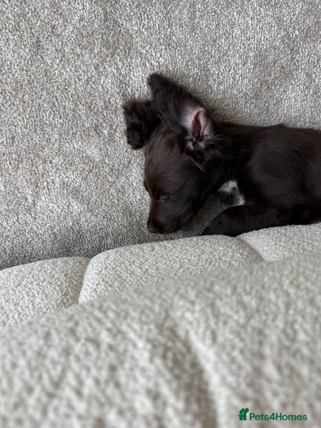 Cocker Spaniel dogs for sale: 3 month old female cocker spaniel puppy - Image 3