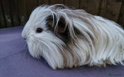 Guinea Pig rodents for sale: Beautiful friendly guinea pig  - Image 1