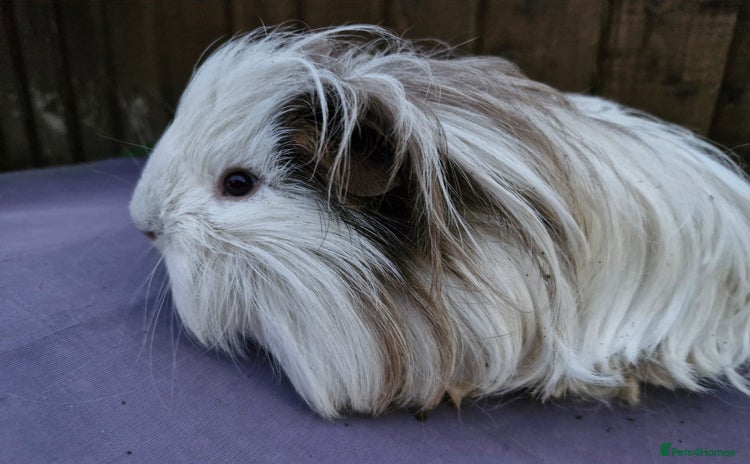 Guinea Pig rodents - Advert 1