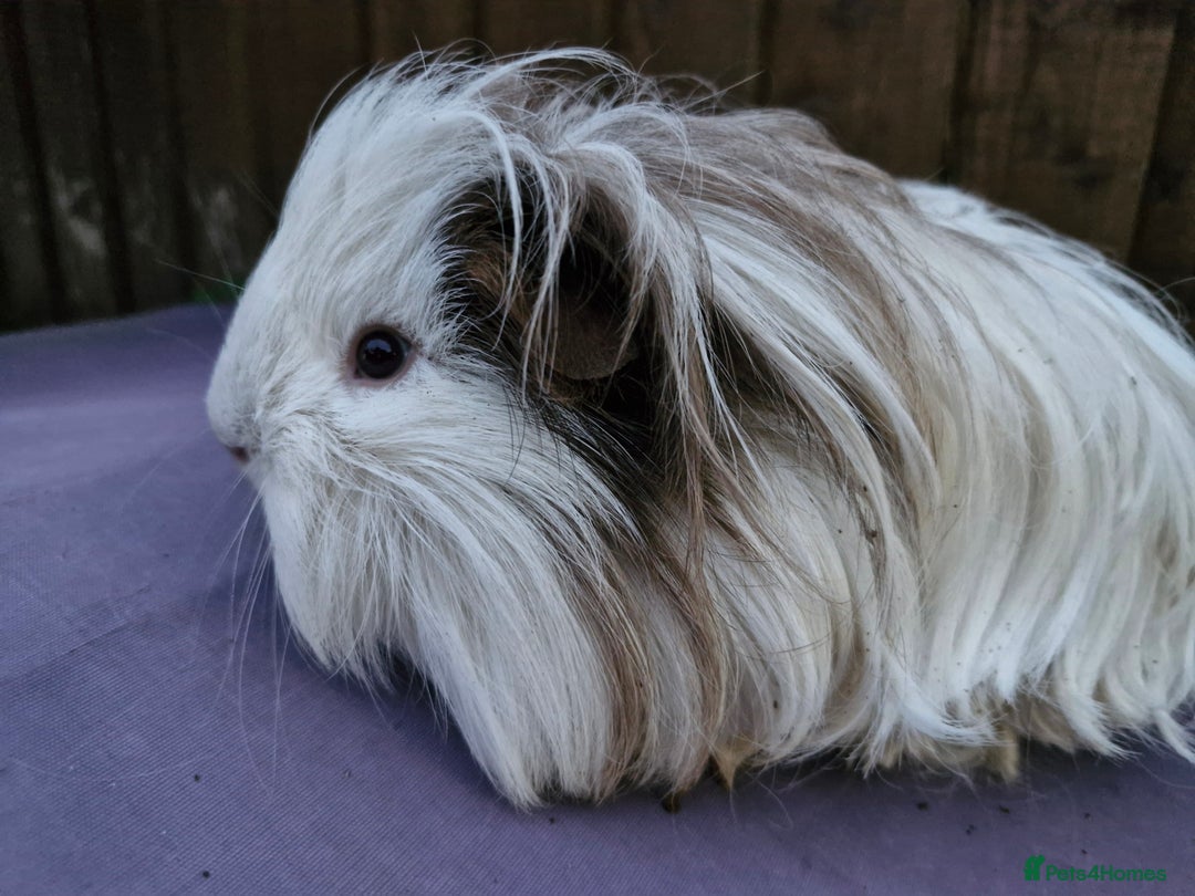 Guinea Pig rodents for sale: Beautiful friendly guinea pig  - Image 1