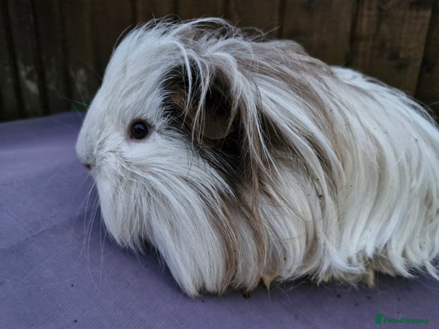 Guinea Pig rodents - Advert 15