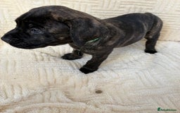 Mixed Breed dogs for sale: Cane Corso x boerboel  - Image 14