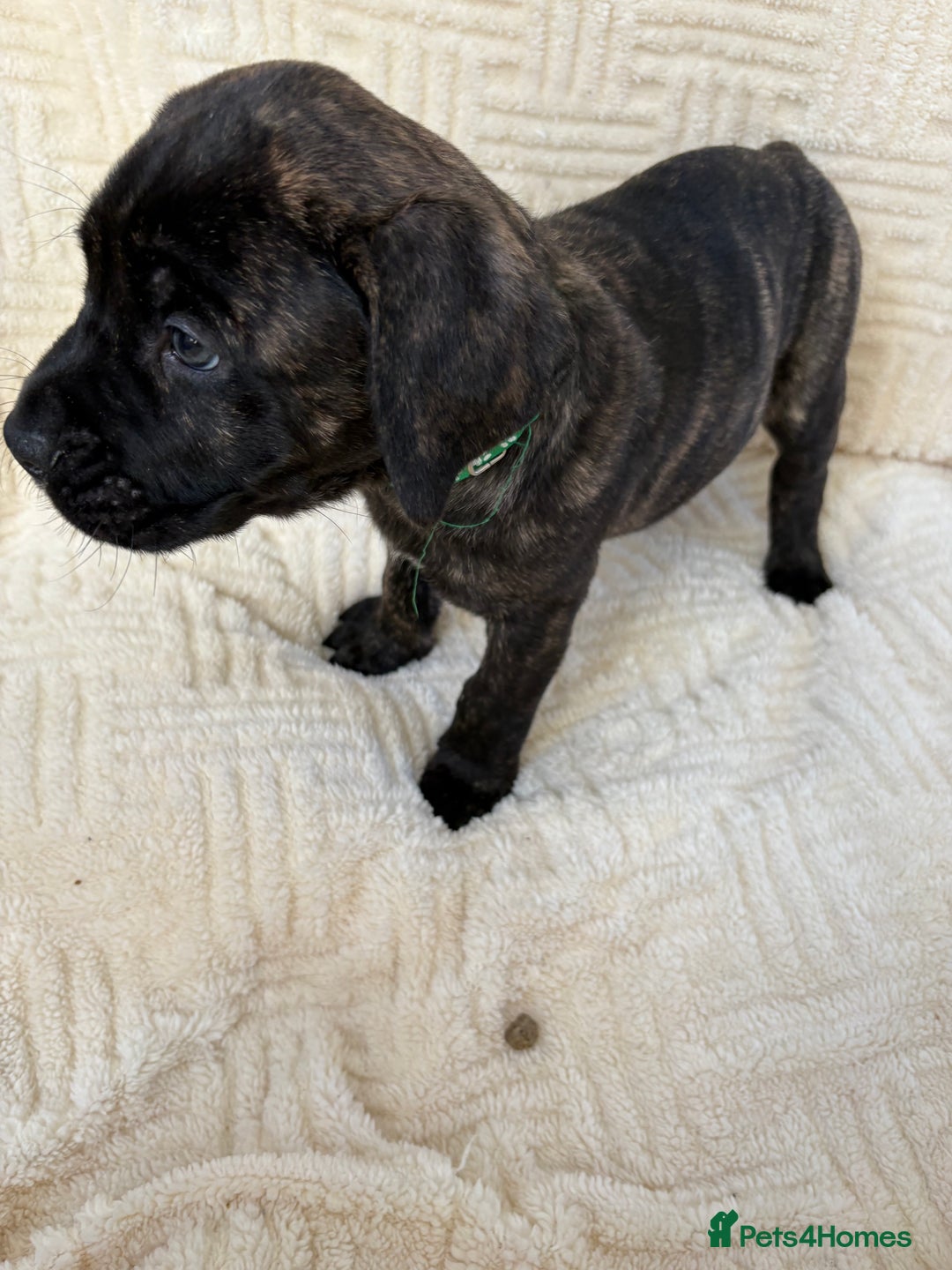 Mixed Breed dogs for sale: Cane Corso x boerboel  - Image 14