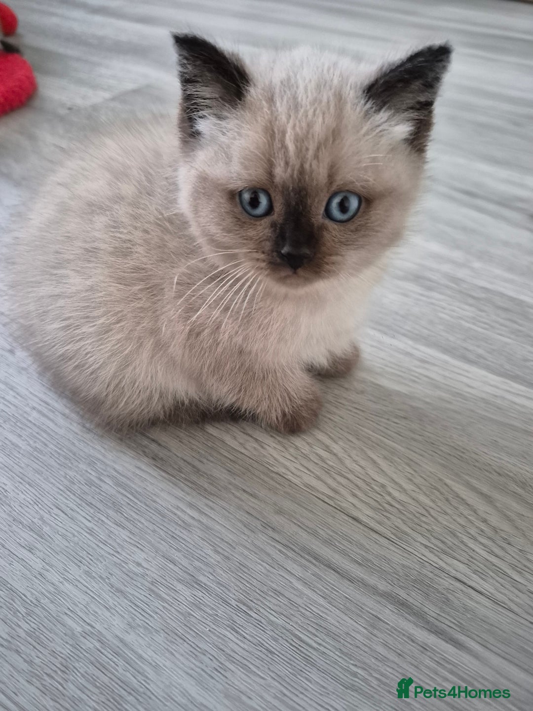 Snowshoe cats for sale: Pedigree Tica reg seal point snowshoe boy  - Advert 15