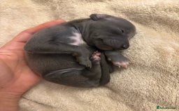 Italian Greyhound dogs for sale: KC Italian Greyhound Puppies  - Image 16