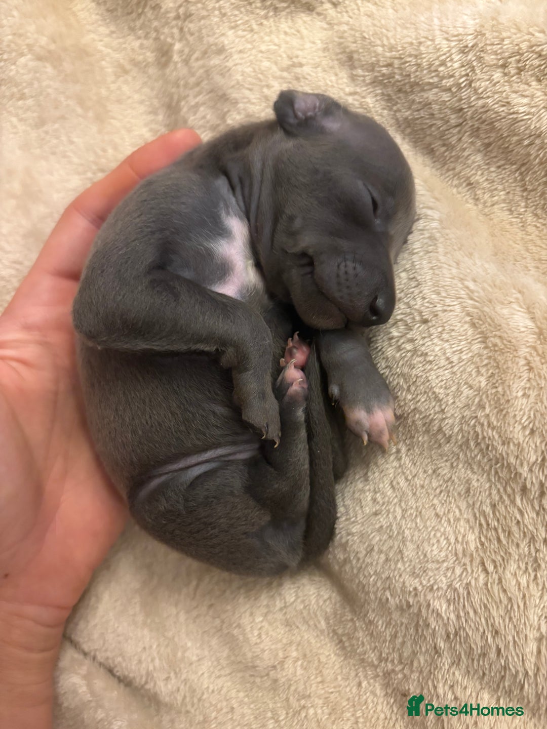 Italian Greyhound dogs for sale: KC Italian Greyhound Puppies  - Image 16