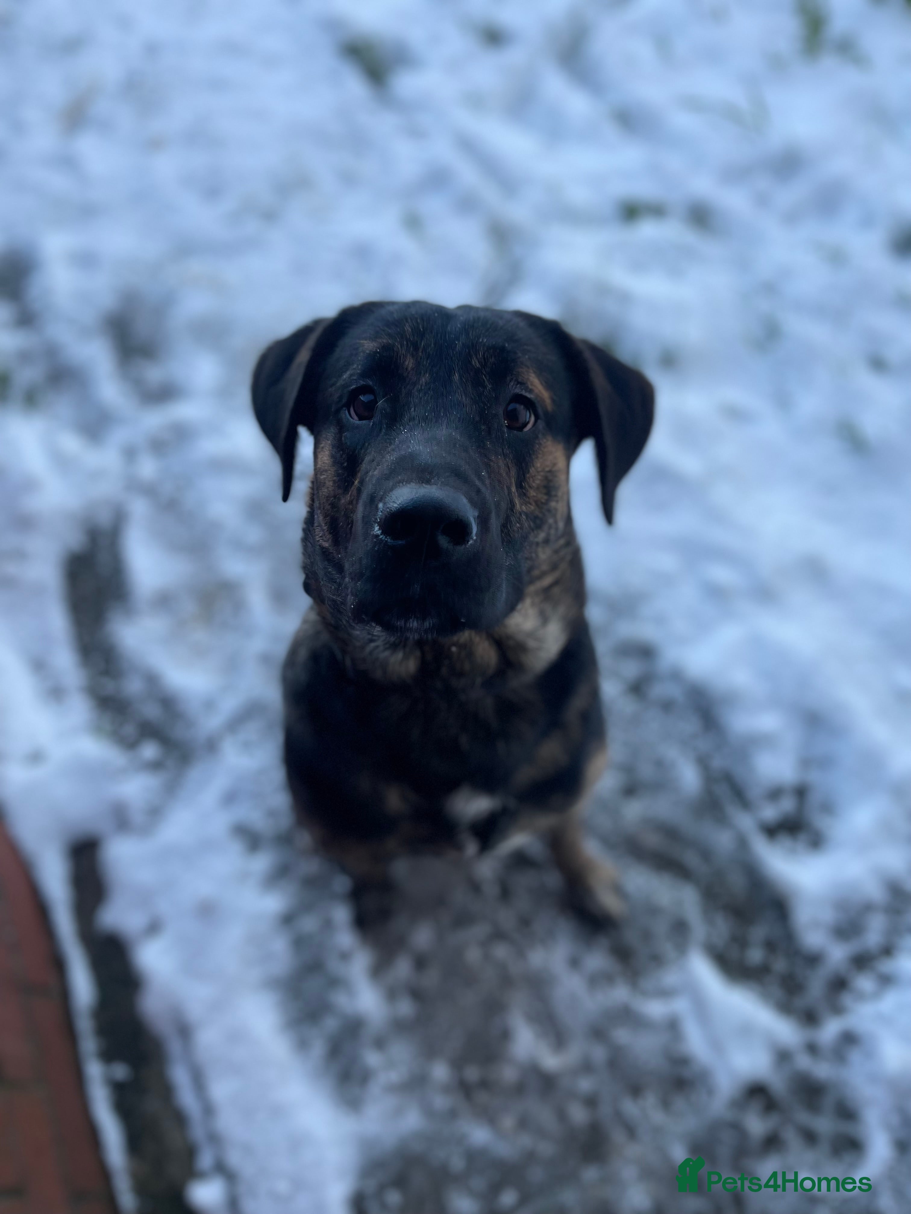 Labrador Retriever dogs Marley  - Advert 1