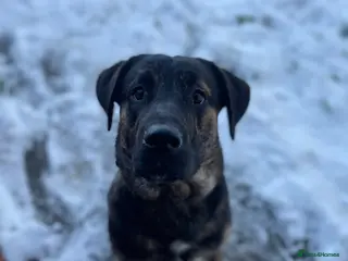 Labrador Retriever dogs Marley - Advert 4