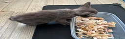 Burmese cats for sale: Well socialised GCCF-reg'd pedigree Burmese kits - Advert 13