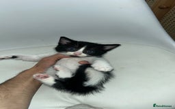 Ragdoll cats for sale: Adorable Kittens for Sale – 2 Males & 4 Females - Image 11