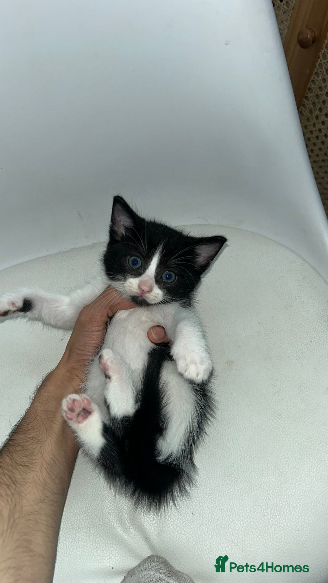 Ragdoll cats for sale: Adorable Kittens for Sale – 2 Males & 4 Females - Image 11