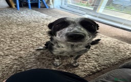 Border Collie dogs for sale: Border collie looking for new home - Image 1