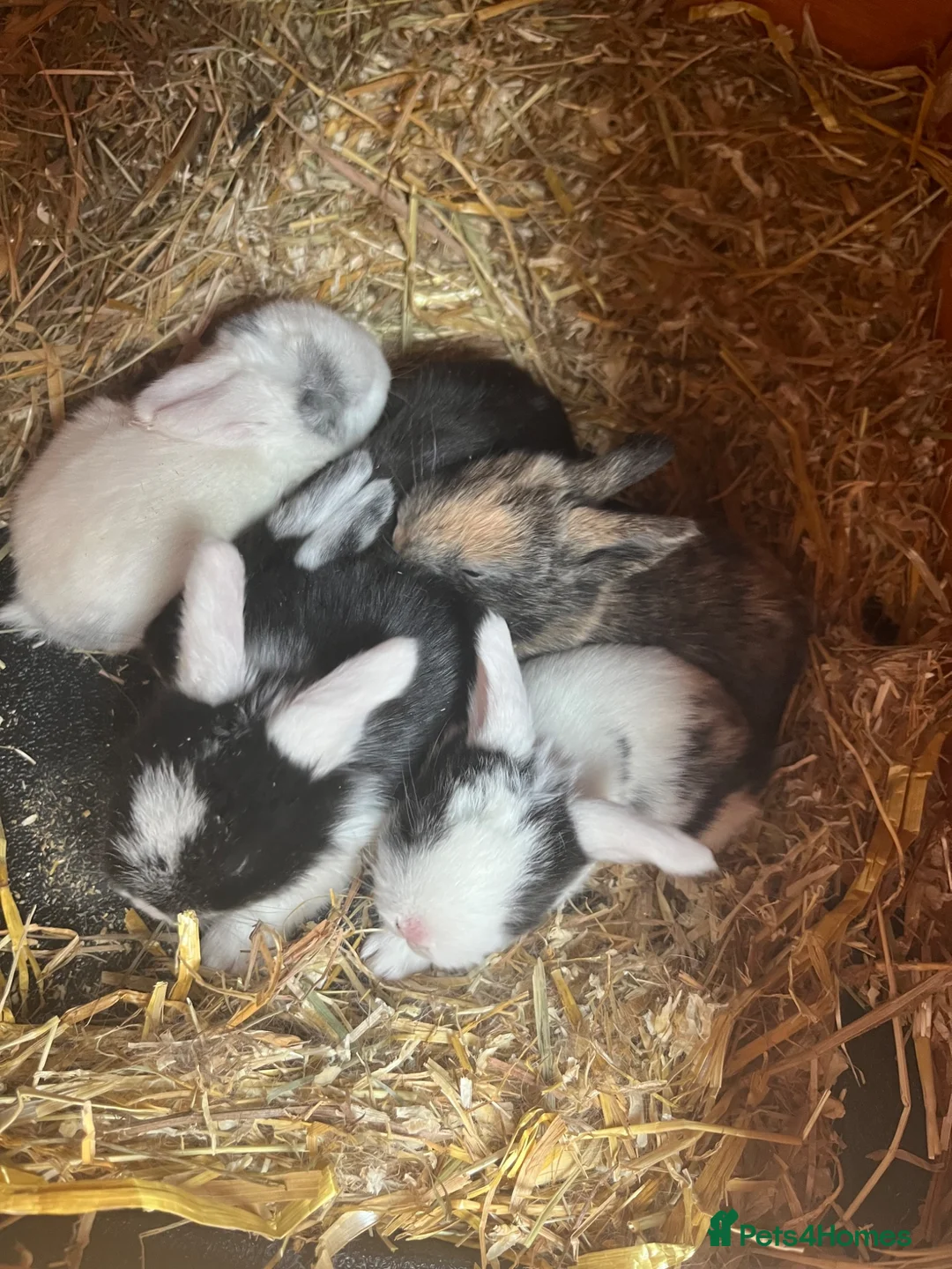 Mini Lop rabbits for sale: Mini Lop Babies - Ready to leave end of July  - Advert 2