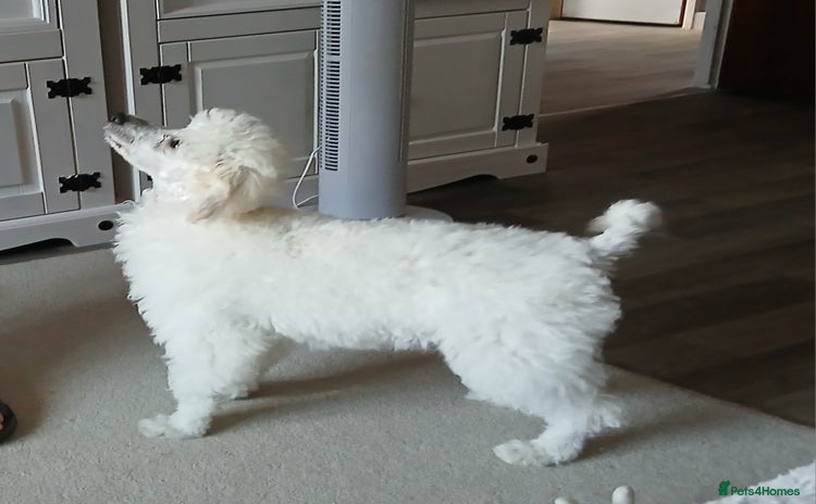 Miniature Poodle dogs - Advert 6
