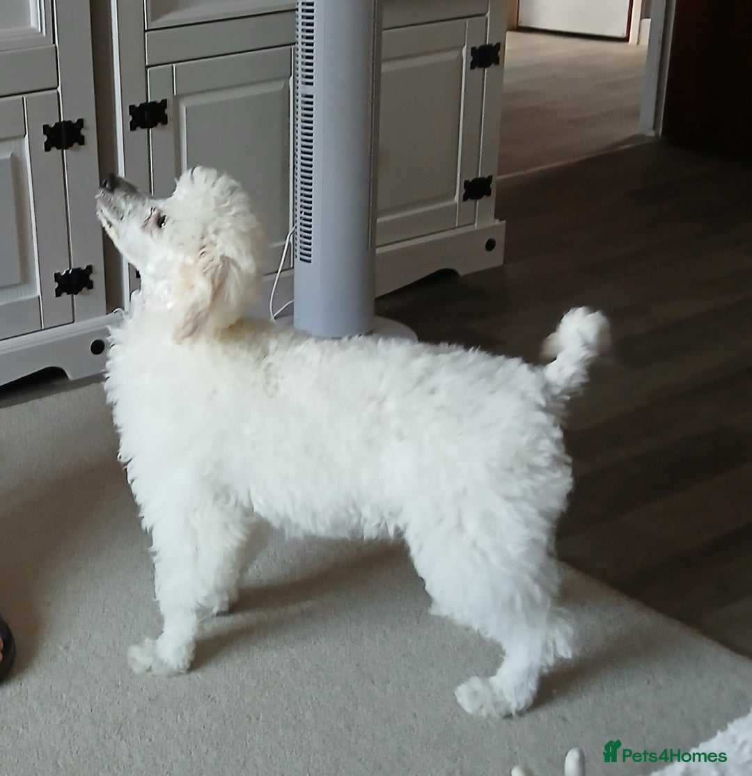 Miniature Poodle dogs for sale: Beautiful boy  - Image 1