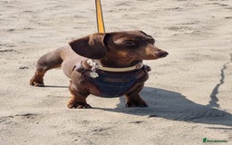 Dachshund dogs for stud: Mini short haired dachshund  in Lancaster - Image 3