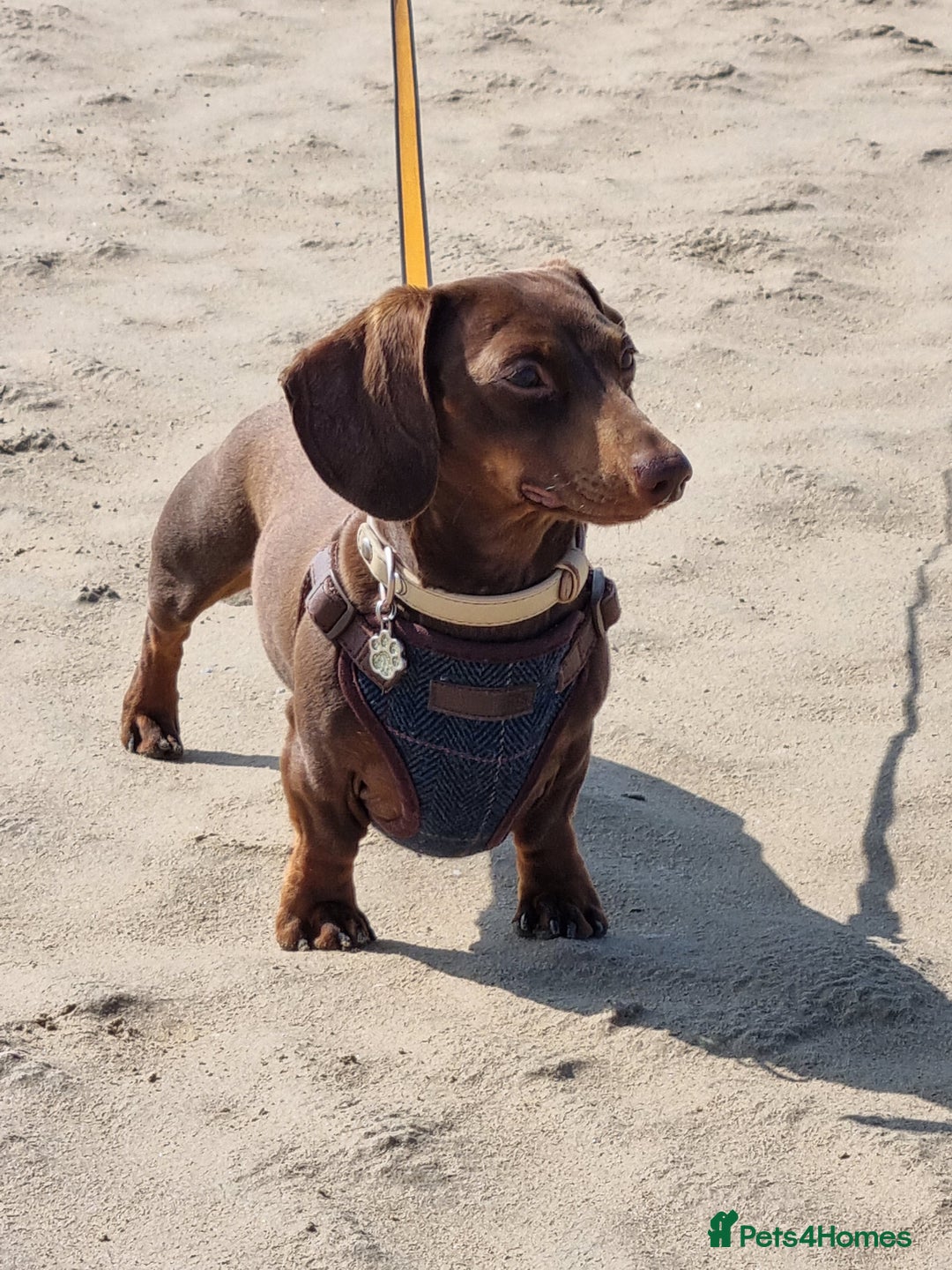 Dachshund dogs for stud: Mini short haired dachshund  in Lancaster - Image 3