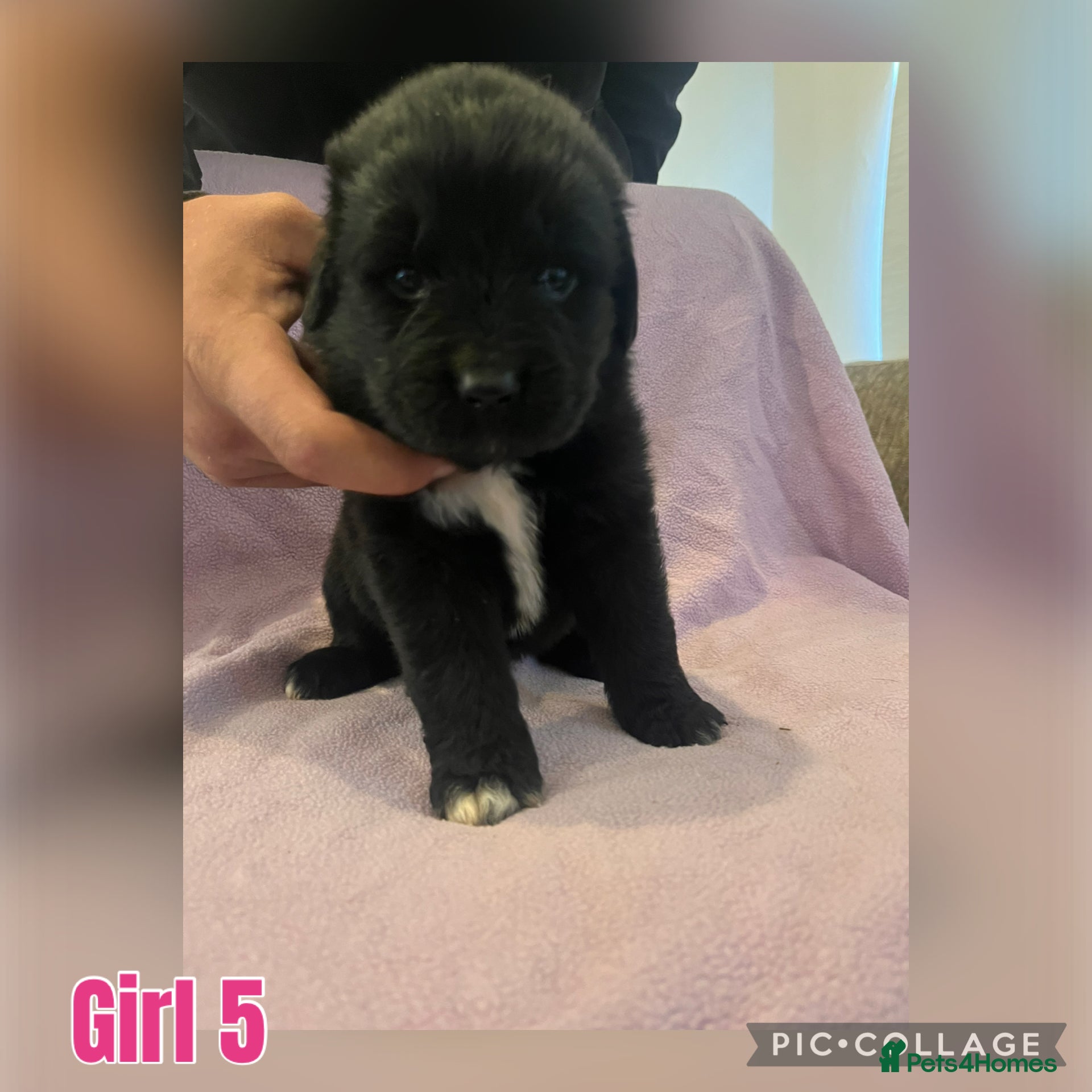 Mixed Breed dogs for sale: Black & landseer Newfoundland puppies  - Advert 7