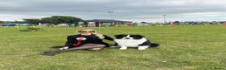 Border Collie dogs for sale: Stunning Champion line puppies  - Advert 17