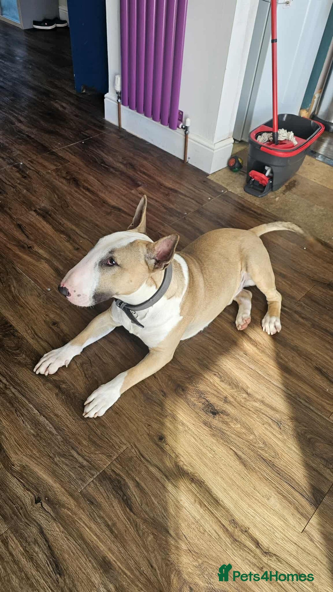 English Bull Terrier dogs for adoption: FOR ADOPTION - BRUCE - BOGNOR REGIS - Image 2