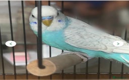 Budgerigars birds for sale: Budgies must go together - Image 2