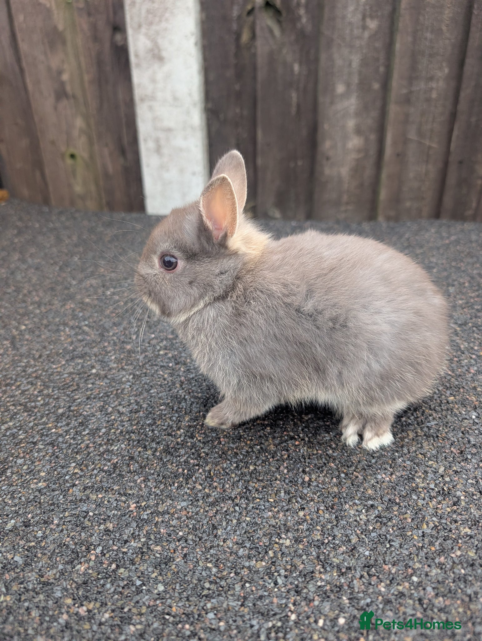 Netherland Dwarf rabbits Netherland dwarf baby 3 boy available  - Advert 2