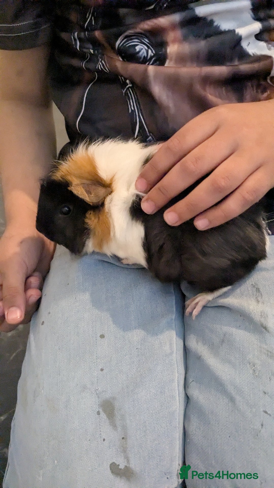 English rabbits for sale: Guinea Pig with Spacious Cage  - Image 4