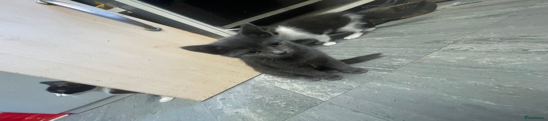 British Shorthair Kitten 1