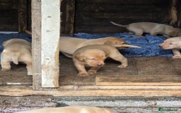Labrador Retriever dogs for sale: Kc reg  yellow lab puppies 🐶  - Image 4